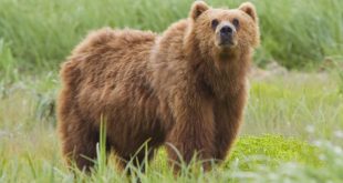1200px 2010 kodiak bear 1jpg NRG Esports acquires Canadian esports outfit Northern Gaming