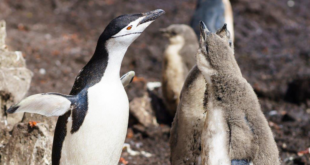 Czech Antarctic Foundation Scene 6 Madfinger Games partners with the Czech Antarctic Foundation to celebrate Antarctica Day