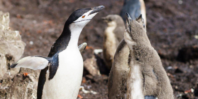 Czech Antarctic Foundation Scene 6 Madfinger Games partners with the Czech Antarctic Foundation to celebrate Antarctica Day