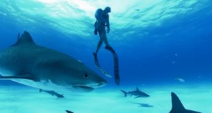 Immotion Shark Dive Former Sony MD joins UK VR company Immotion Studios