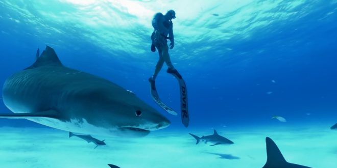 Immotion Shark Dive Former Sony MD joins UK VR company Immotion Studios