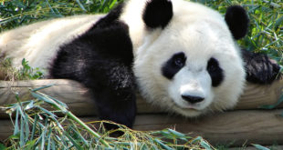 atlanta zoo pandajpg Panda Global and Toshiba announce tech partnership