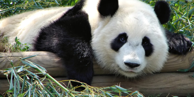 atlanta zoo pandajpg Panda Global and Toshiba announce tech partnership