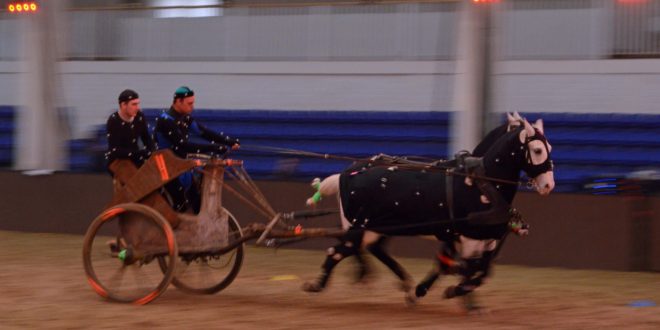 dsc 8131 chariot Poetry in motion: F1 crews, chariots and cats