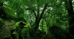 nature amazon beautiful wallpaper photos 1920x1080 Amazon to end £2 physical game discount for Prime member preorders