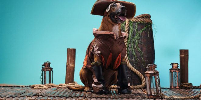 xbox cosplay pups sea of thieves 16 9 Xbox and Blizzard go dog mad for Chinese New Year